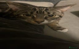 Domestic Shorthair cats for sale: Friendly 1-Year-Old Cat Looking for New Home - Image 2