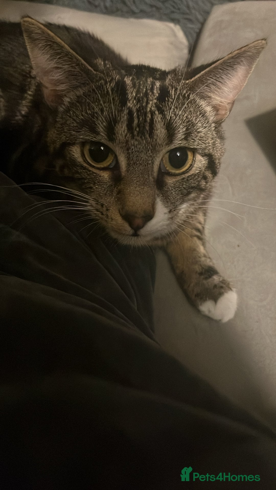 Domestic Shorthair cats for sale: Friendly 1-Year-Old Cat Looking for New Home - Image 2