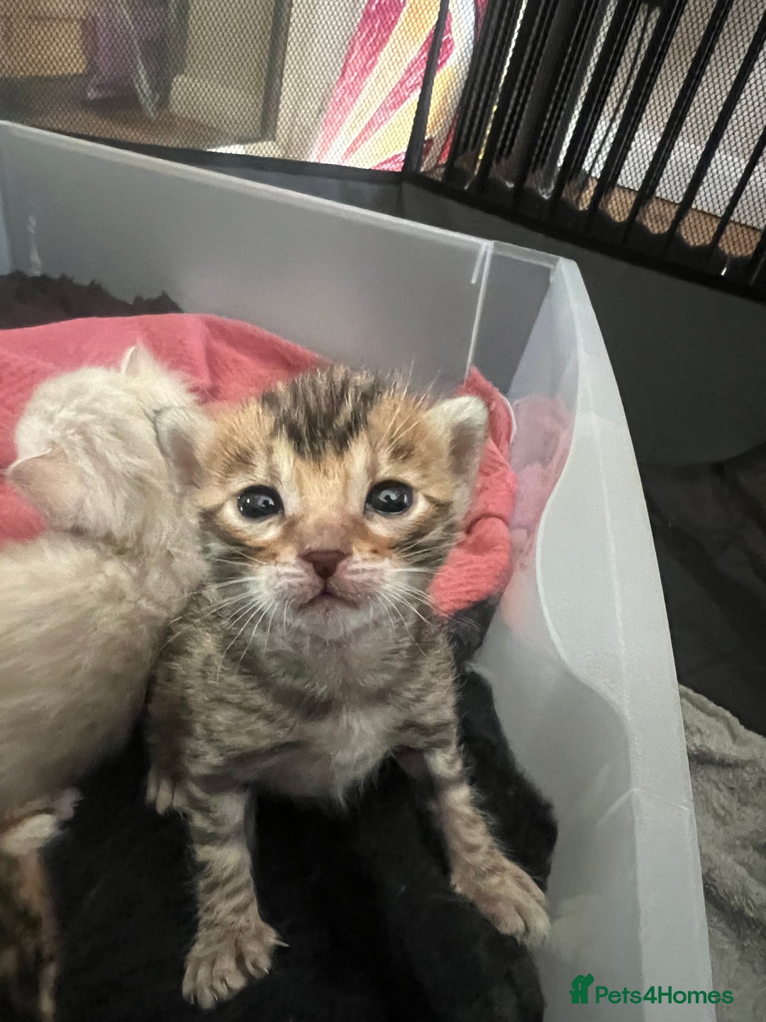 Bengal cats for sale: Pure Bengal Kittens  - Image 3