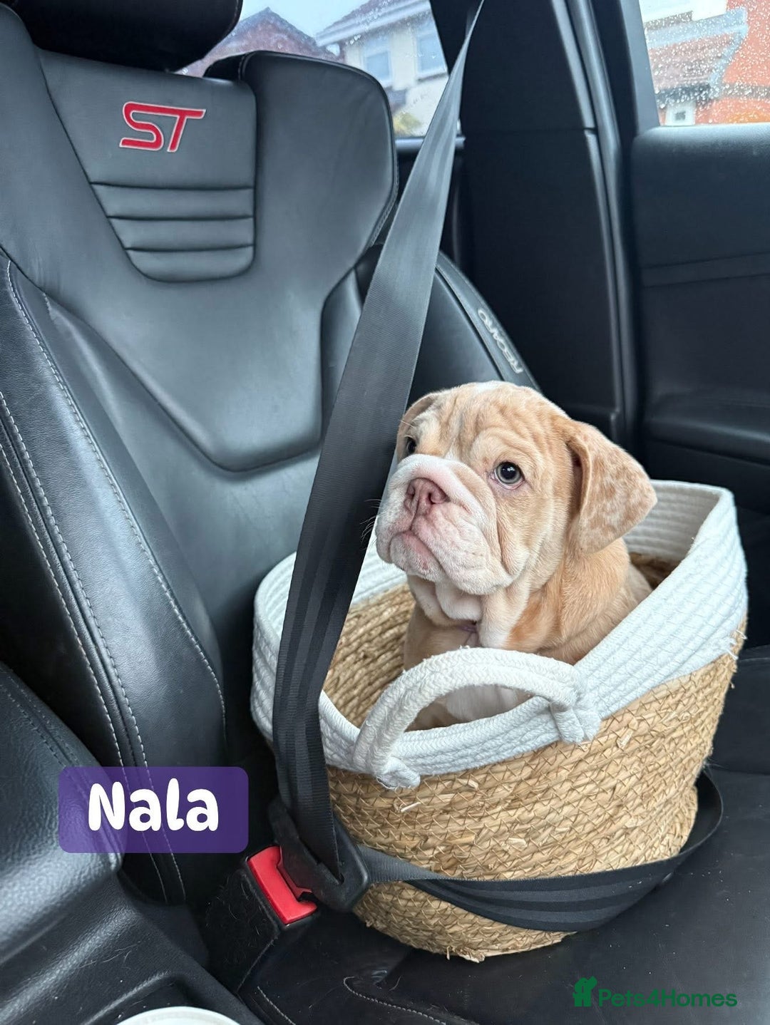 English Bulldog dogs for sale: English Bulldog Puppies - Image 1