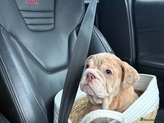 English Bulldog dogs - Advert 1