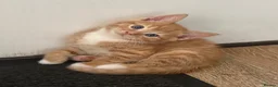 Mixed Breed cats for sale: Beautiful Kittens For Sale - Advert 3