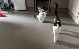 Mixed Breed cats for sale: 2 kittens - Image 3