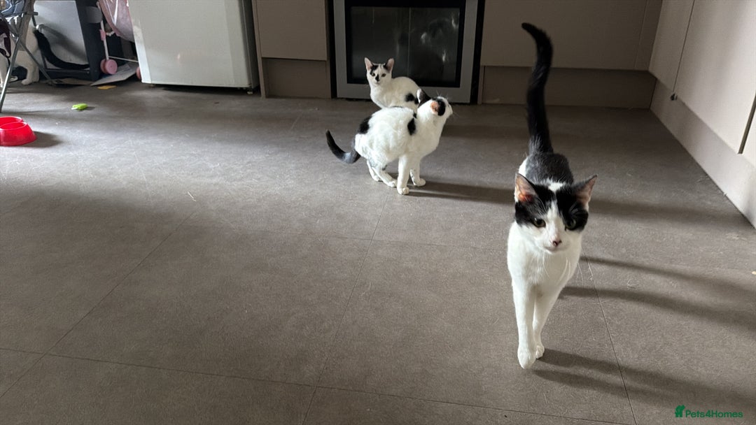 Mixed Breed cats for sale: 2 kittens - Image 3