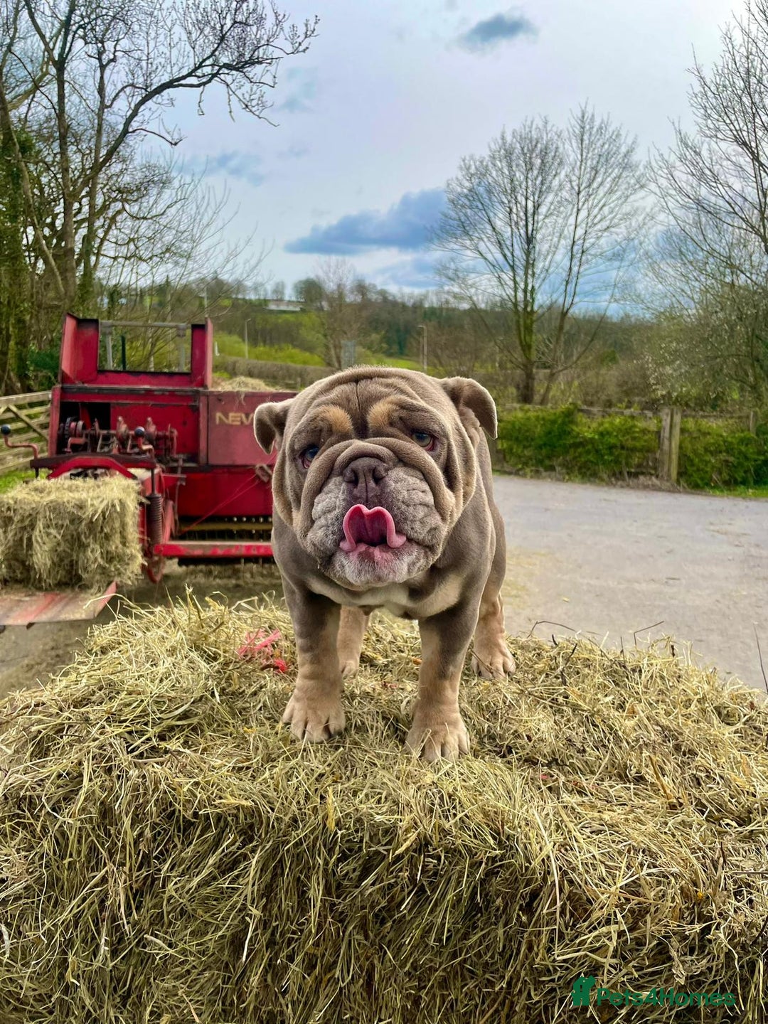 English Bulldog dogs for sale: English Bulldog Puppies Coloured  - Advert 1