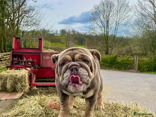 English Bulldog dogs English Bulldog Puppies Coloured - Advert 10