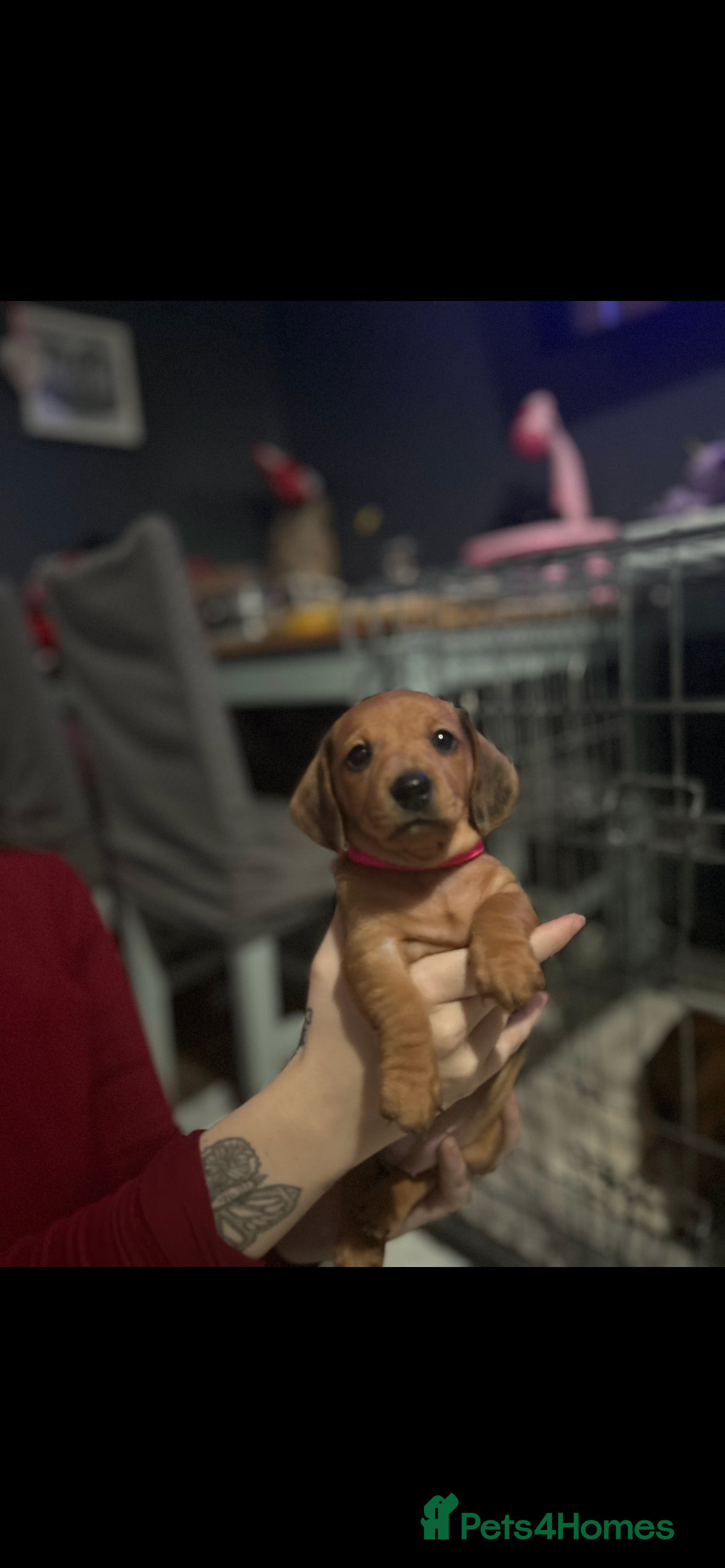 Miniature Dachshund dogs Dapple red miniature dachshund  - Advert 1