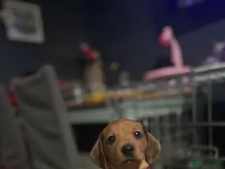 Miniature Dachshund dogs Dapple red miniature dachshund - Advert 1