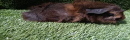 Guinea Pig rodents for sale: ABYSSINIAN BOYS - Advert 10