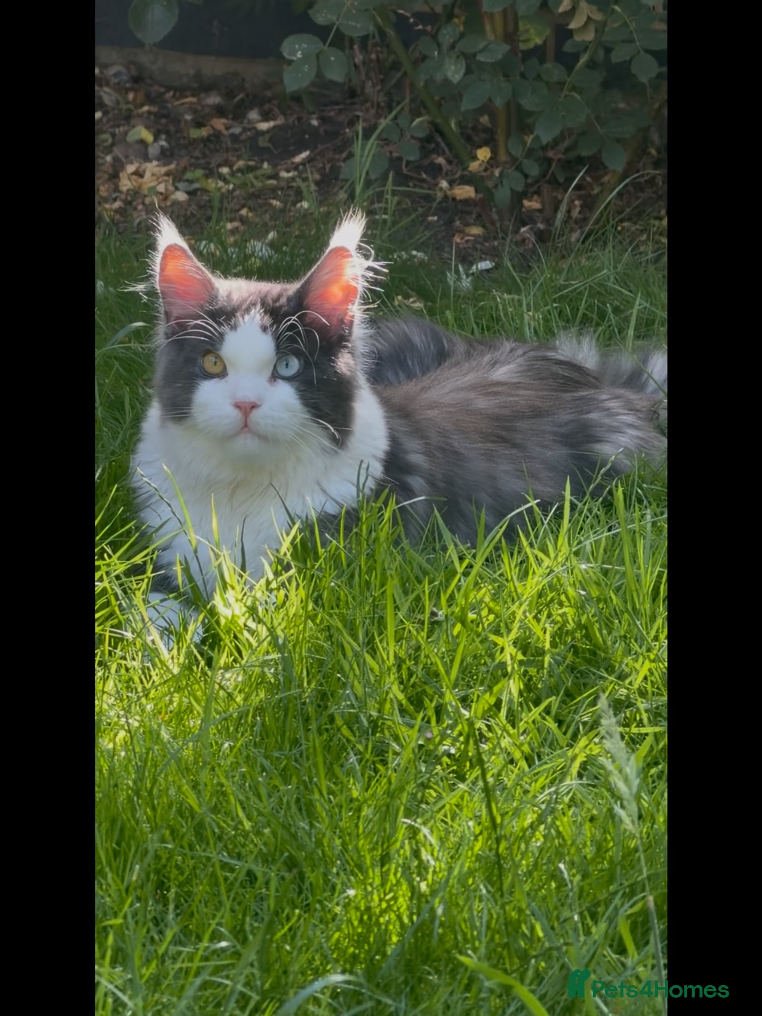 Maine Coon cats 🥥bounty🥥 🔆Large & lovely boy for stud🔆 - Advert 16