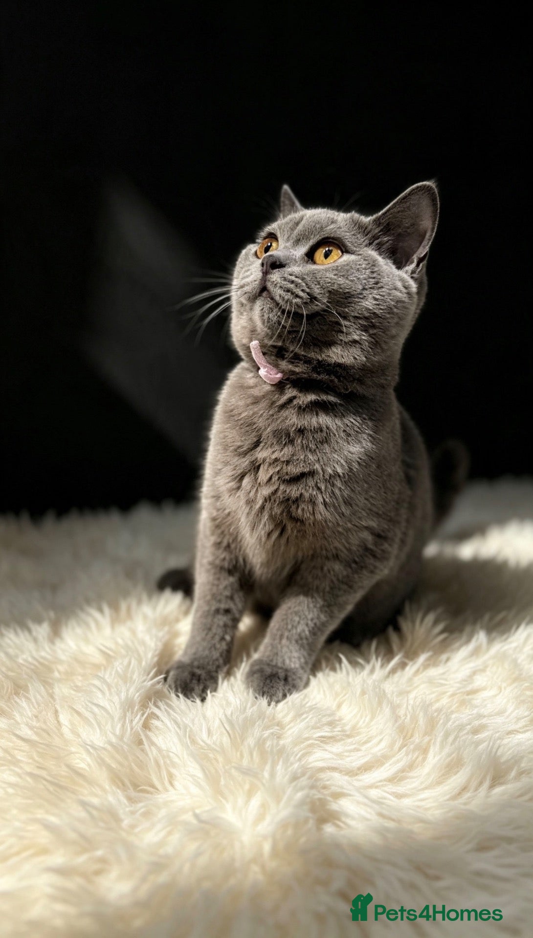 British Shorthair cats READY NOW 💙 Blue British Shorthair Kittens 💙 - Advert 1