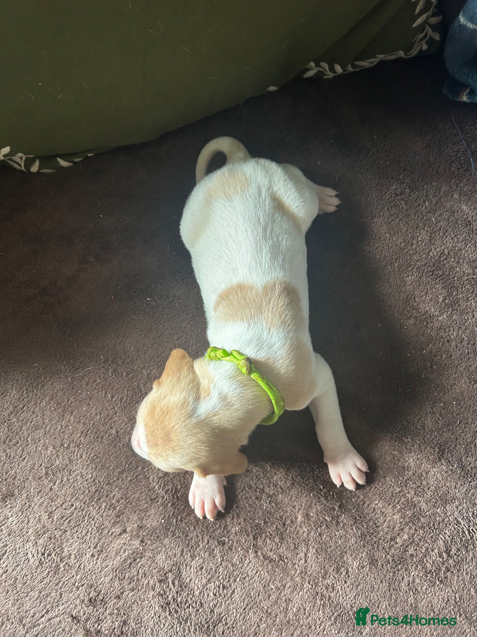 Pointer dogs for sale: KC English Pointer Puppies - Advert 32