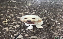 Cockapoo dogs for sale: Cream cockapoo  - Image 2
