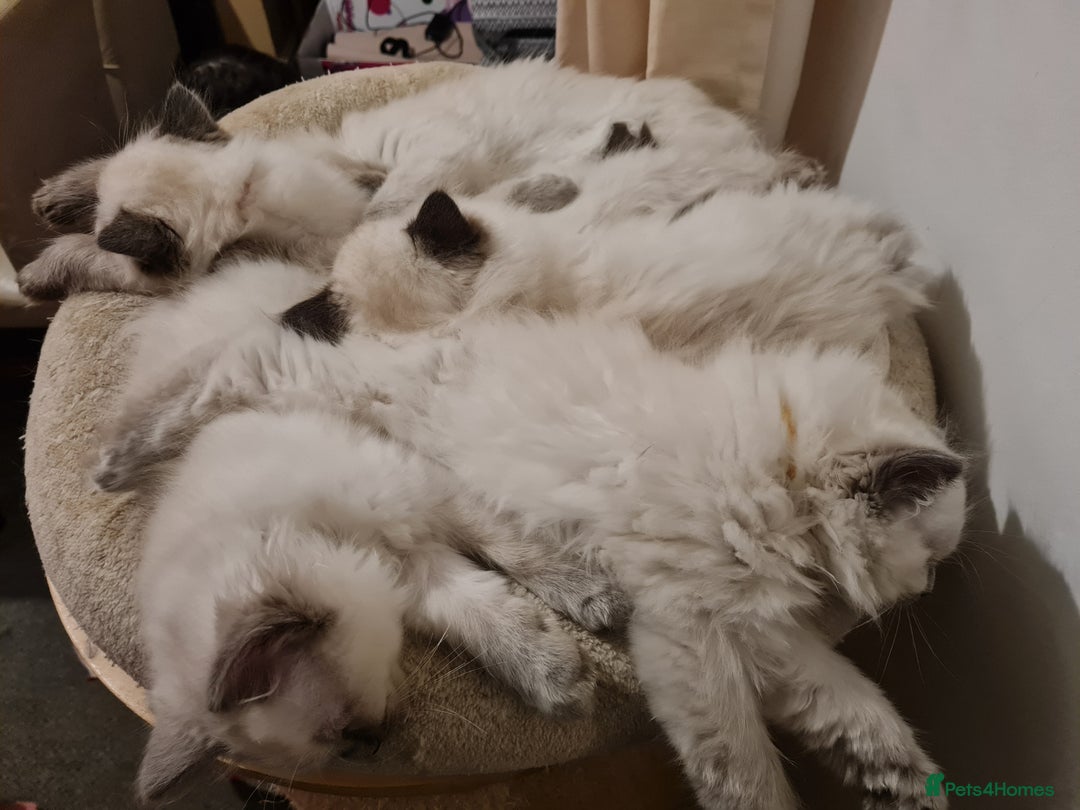 Ragdoll cats for sale: GCCF Registered Pedigree Ragdoll Kittens - Advert 6