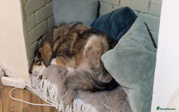 Mixed Breed dogs for sale: 5 Year Old Husky x Collie Girl  - Image 5