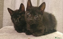 Mixed Breed cats for sale: 2 x male kittens - Image 2