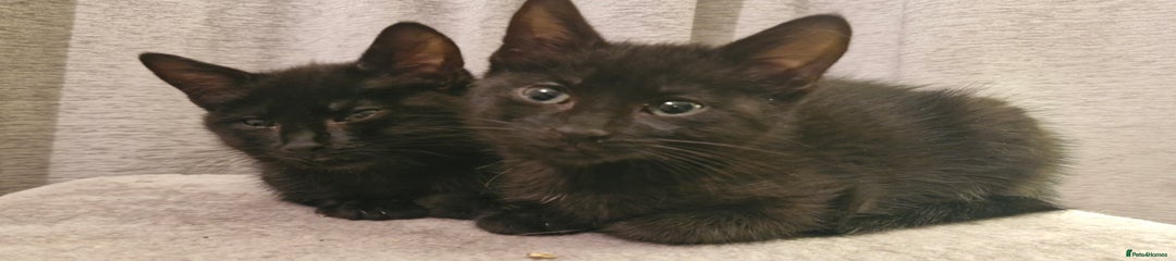 Mixed Breed Kitten 2