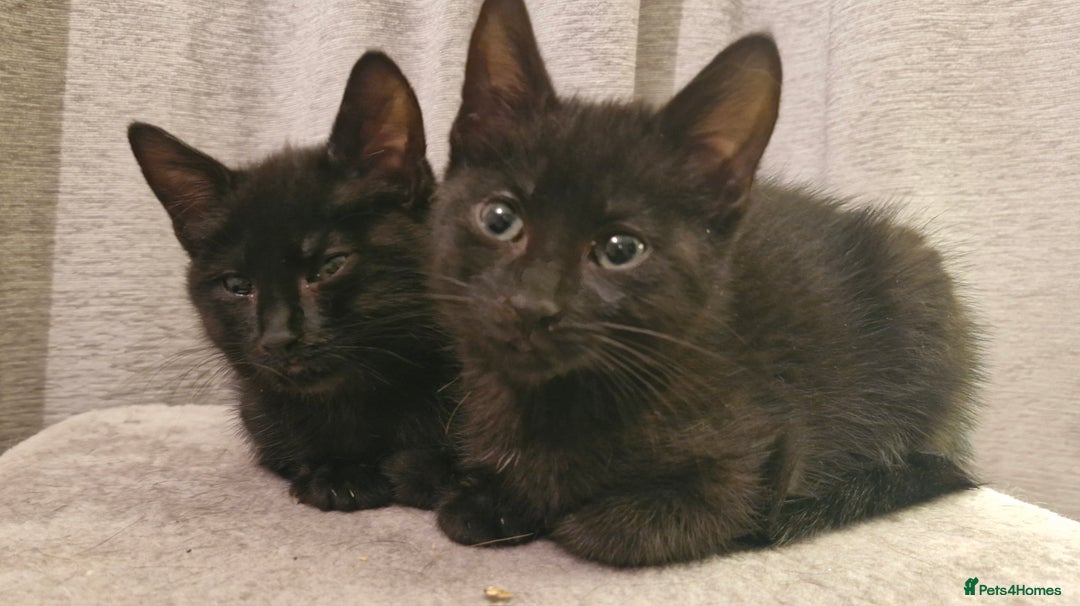 Mixed Breed cats for sale: 2 x male kittens - Image 2