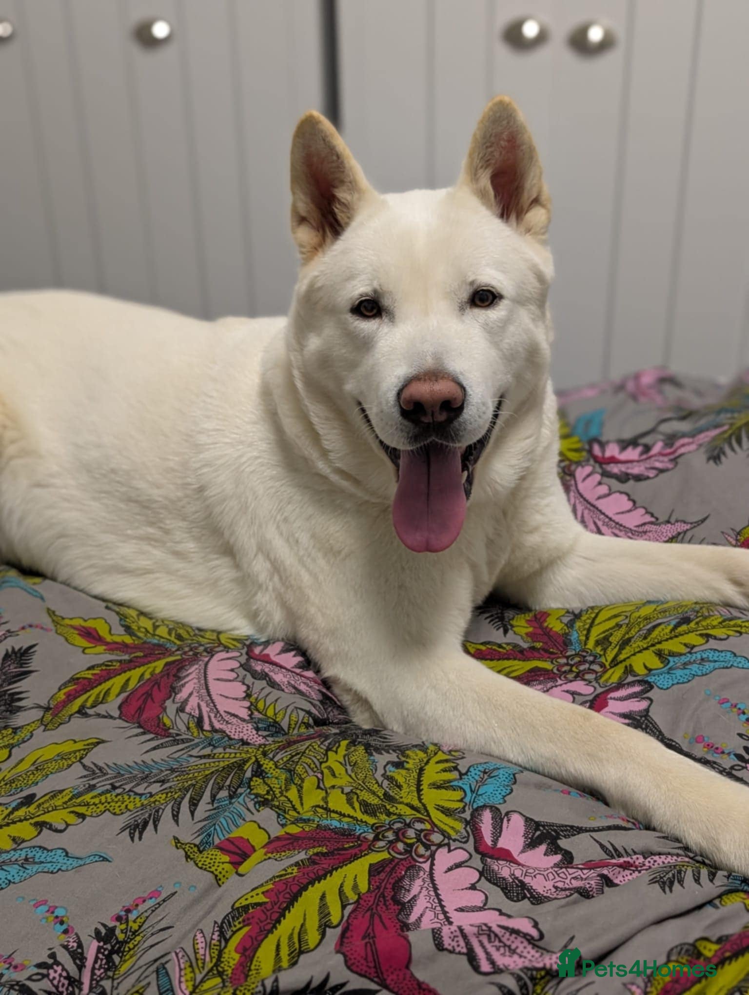 Huskita dogs Female Huskita 2 Years Old - Advert 1