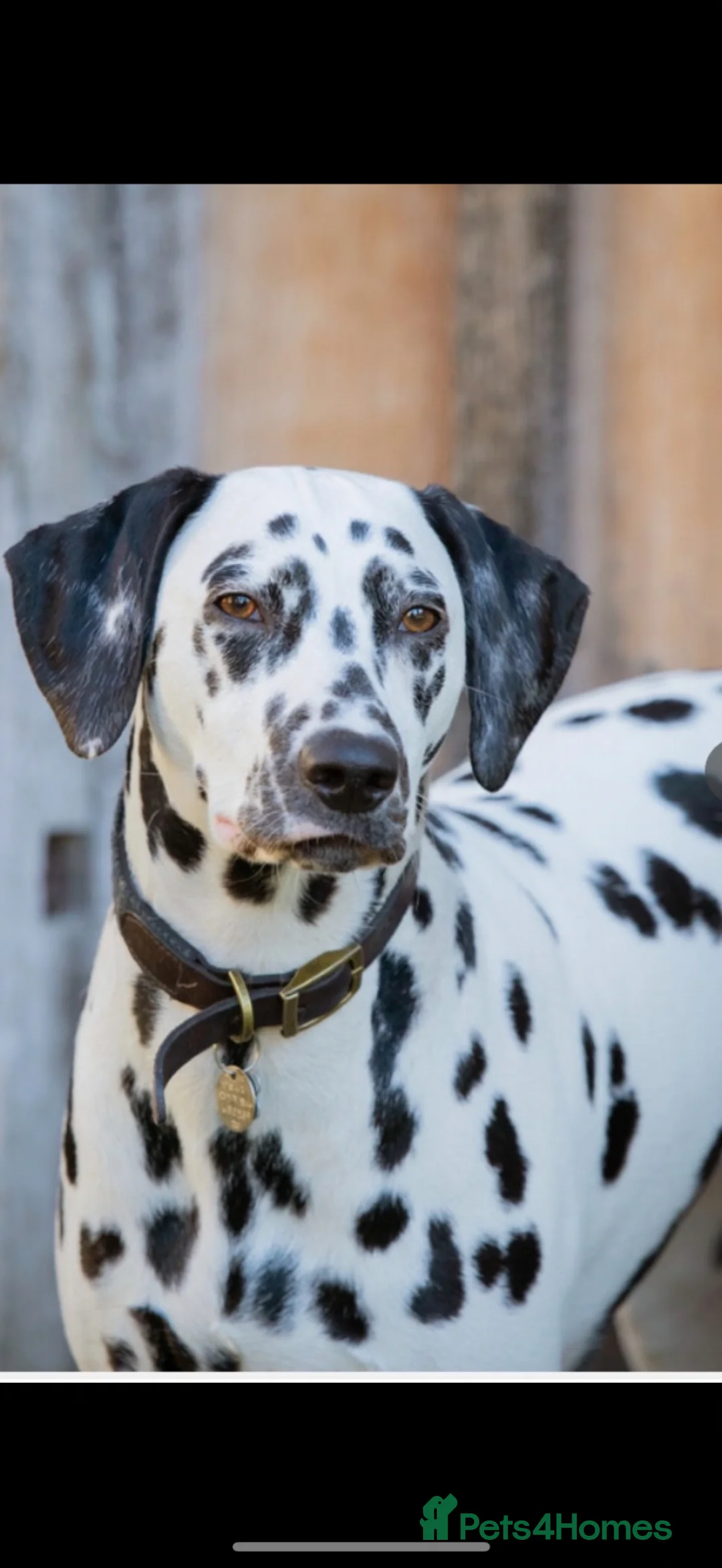 Dalmatian dogs for sale: Outstanding champion bred Kc Reg Dalmation puppys - Advert 1