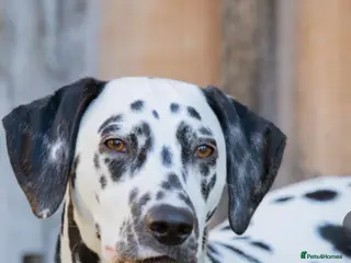 Dalmatian dogs Outstanding champion bred Kc Reg Dalmation puppys - Advert 2
