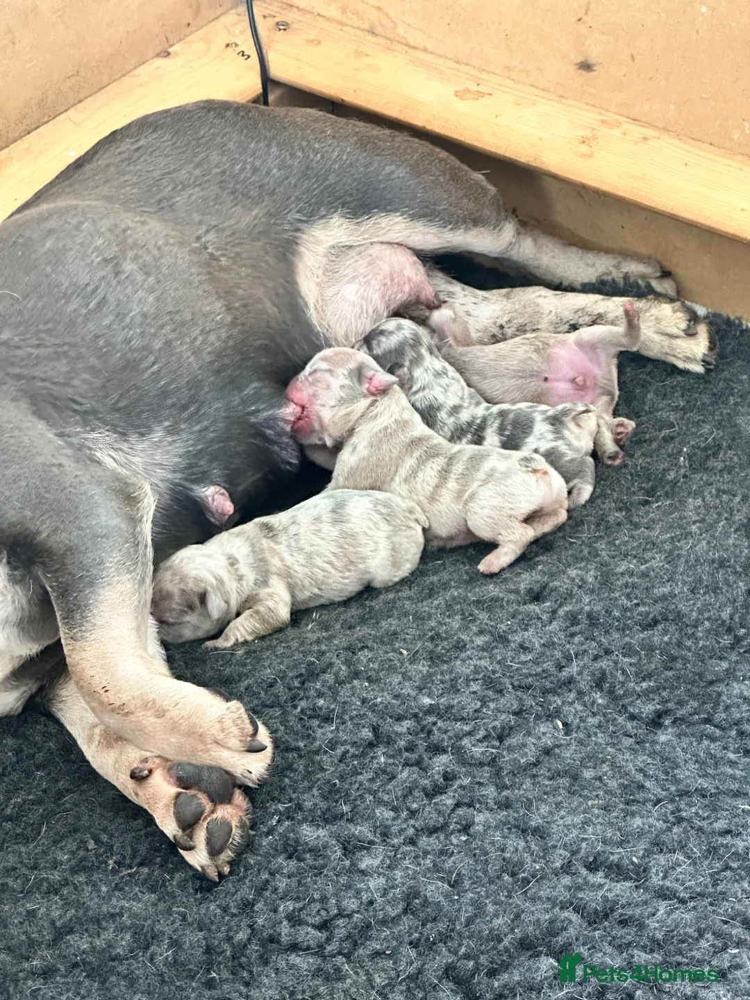 French Bulldog dogs for sale: 3 French bulldogs  - Advert 8