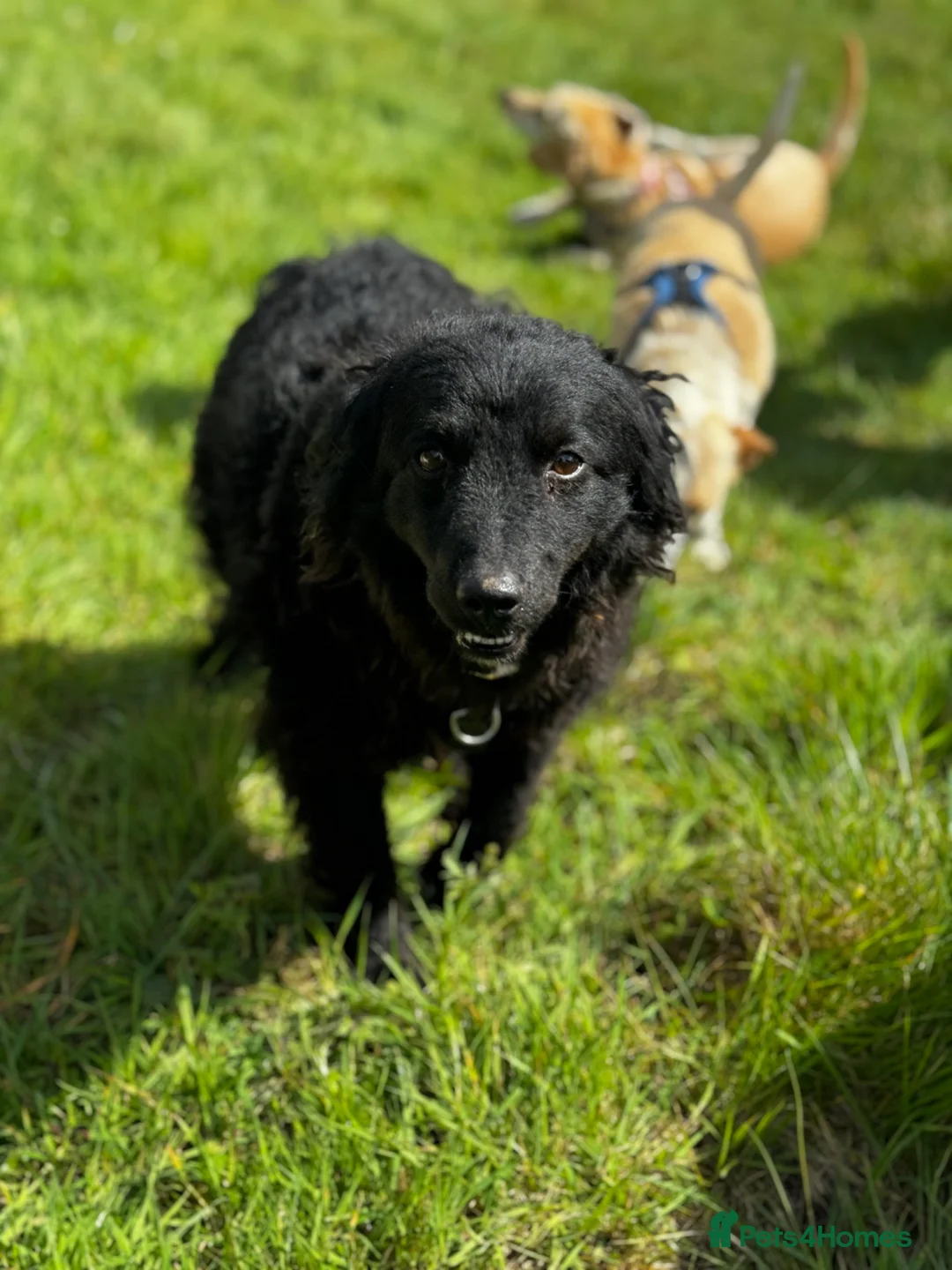 Mixed Breed dogs for adoption: Sweet Diana looking for a home in Salisbury - Advert 22