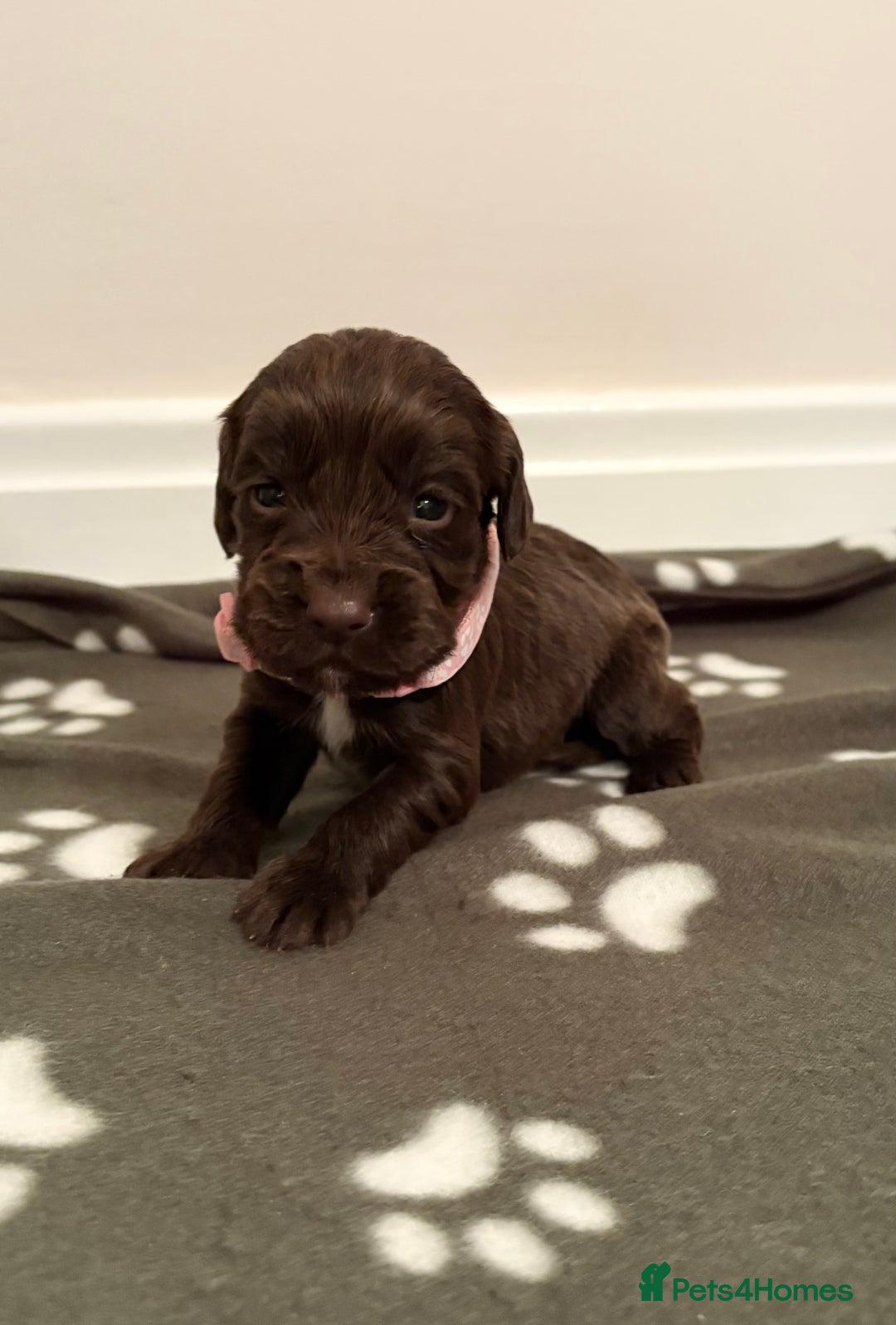 Cocker Spaniel dogs for sale: Stunning Chocolate KC cocker puppies - Advert 12