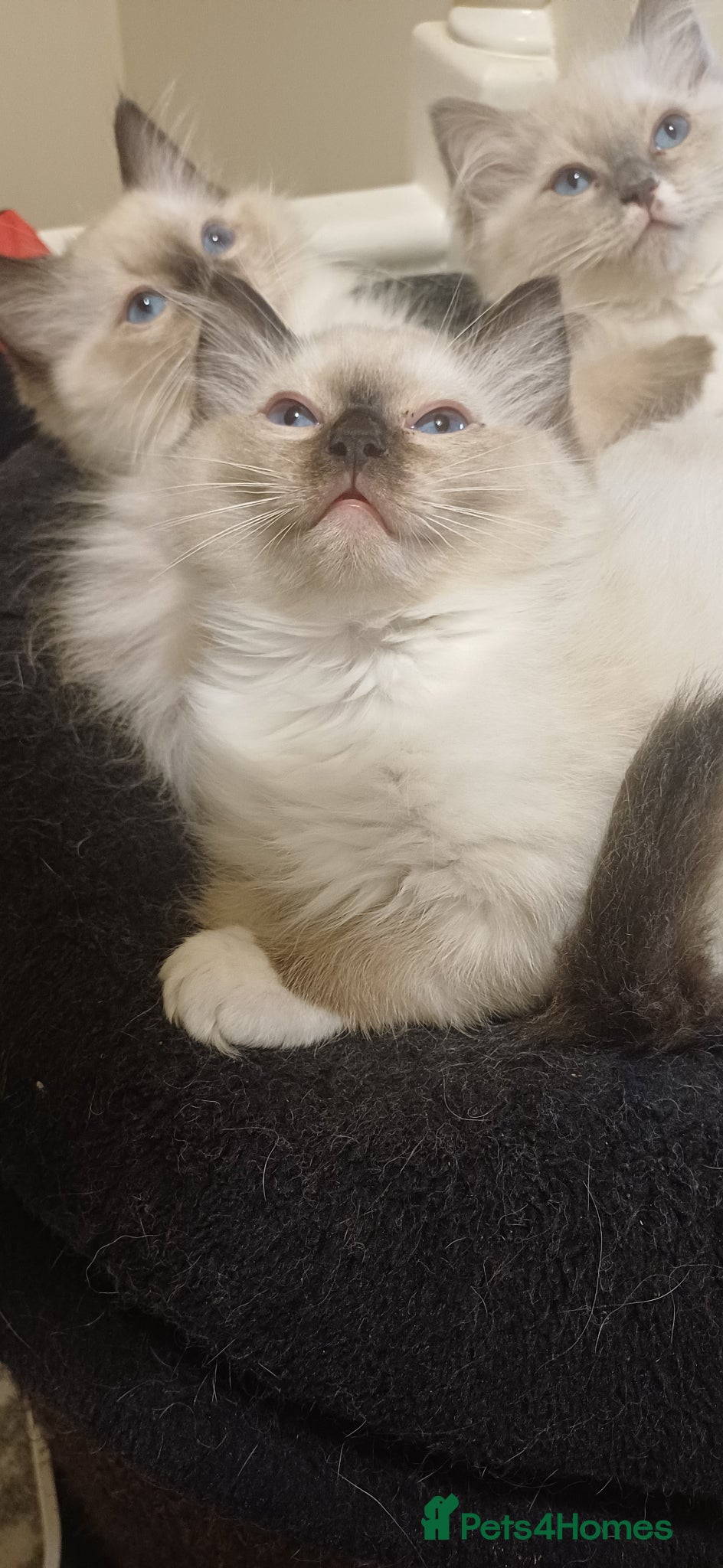 Ragdoll cats Beautiful Ragdoll kittens  - Advert 1