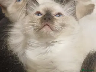 Ragdoll cats Beautiful Ragdoll kittens - Advert 1