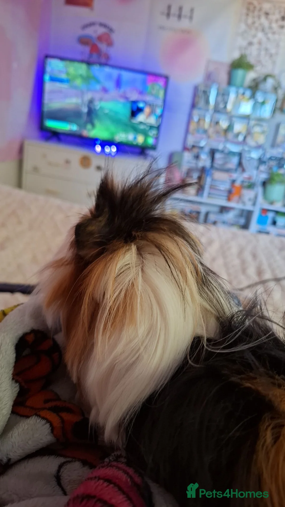 Guinea Pig rodents for sale: Bonded pair of male guinea pigs  in Manchester - Advert 6