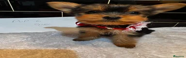Yorkshire Terrier Puppy 4