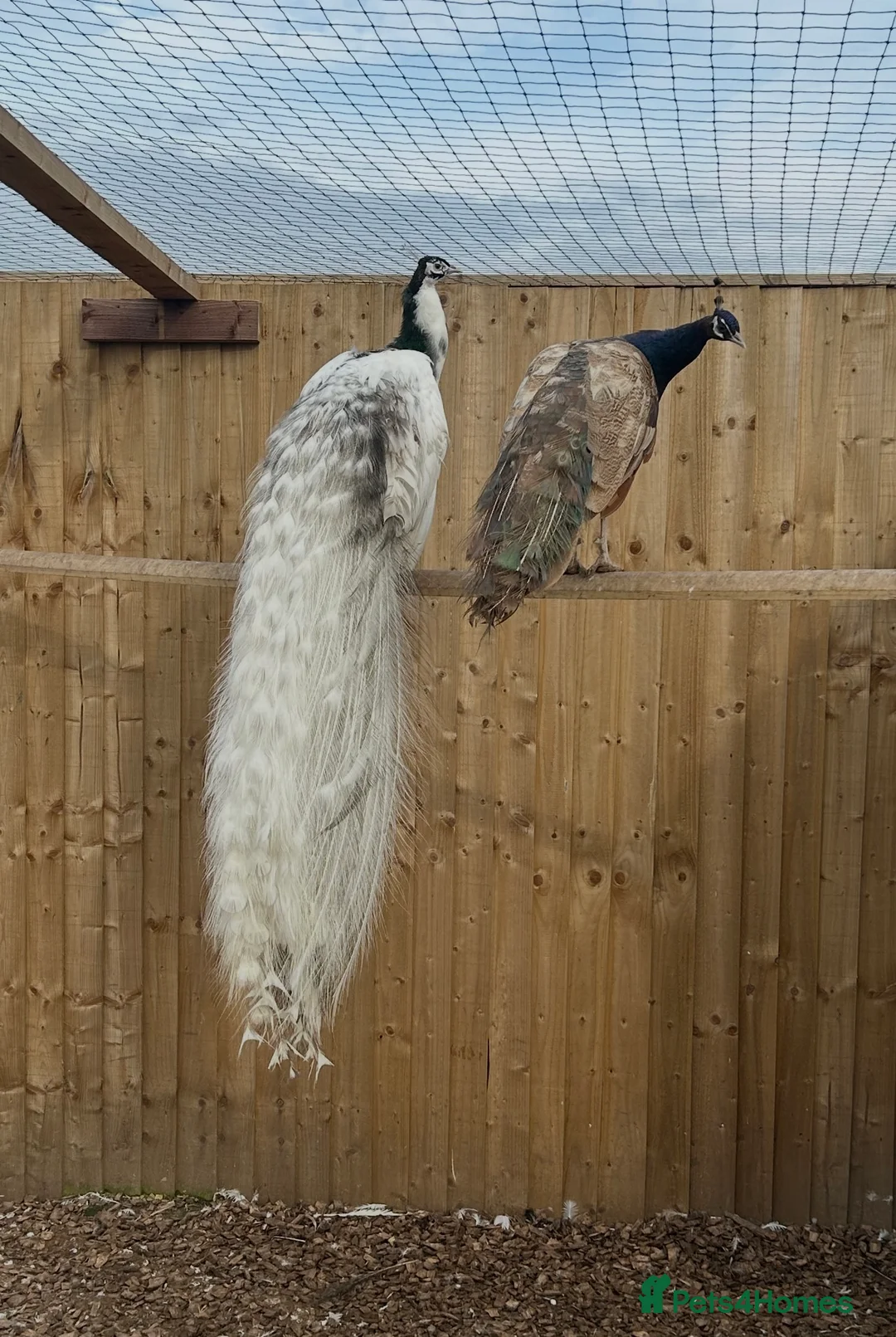 Peafowl poultry for sale: NEW LISTING - PEACOCKS FOR SALE 🦚🦚 - Advert 2