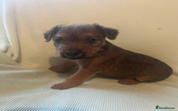 Lakeland Terrier dogs for sale: Lakeland Terrier puppies - Image 6