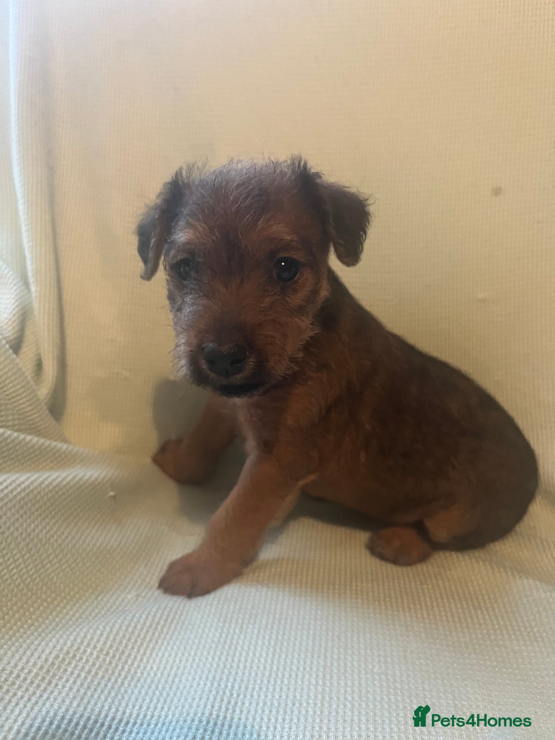 Lakeland Terrier dogs for sale: Lakeland Terrier puppies - Image 6