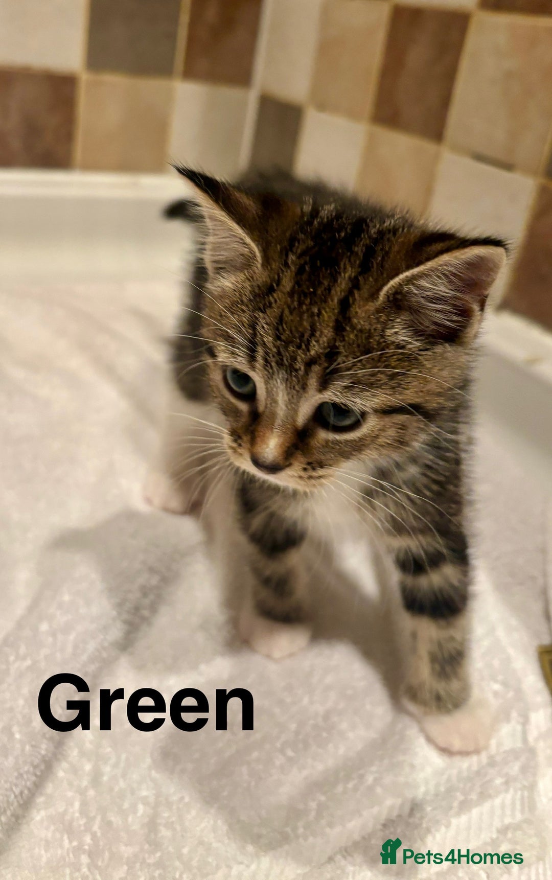 British Shorthair cats for sale: Beautiful kittens  - Image 7