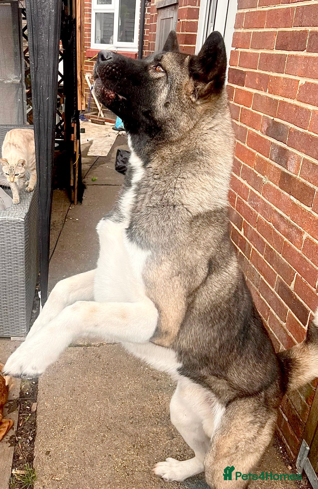 Akita dogs for stud: American bear head Akita for stud - Image 2