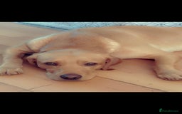 Labrador Retriever dogs for sale: 2 labradors for sale  - Image 3