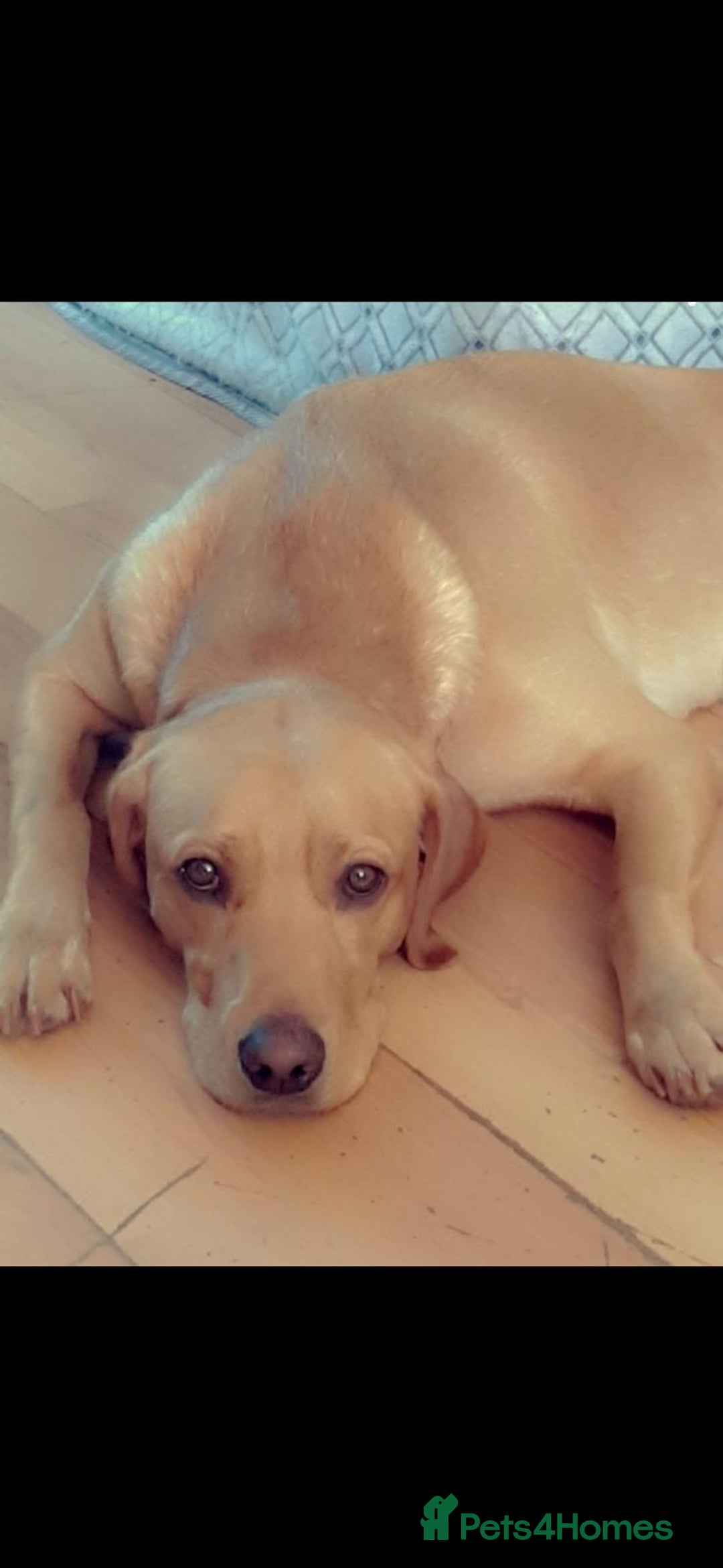 Labrador Retriever dogs for sale: 2 labradors for sale  - Image 3