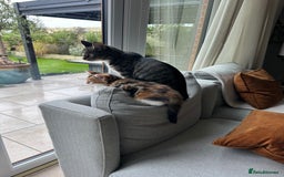 Mixed Breed cats for sale: Mainecoon mix kitten - Image 7