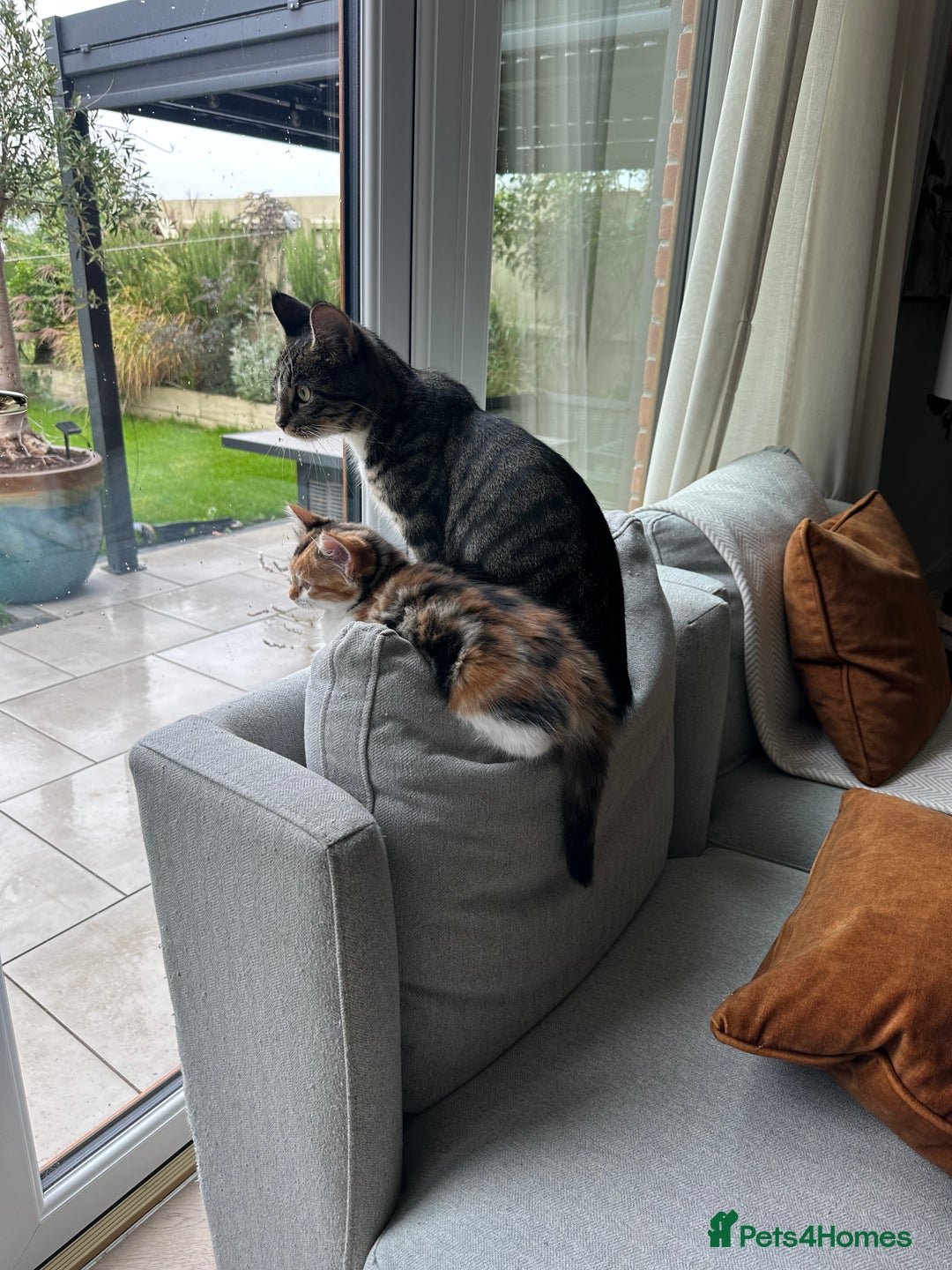 Mixed Breed cats for sale: Mainecoon mix kitten - Image 7
