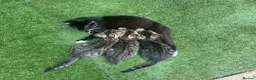 Mixed Breed cats for sale: 3 baby cats 💙💙🩷 - Advert 1