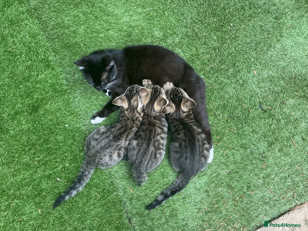 Mixed Breed cats for sale: 3 baby cats 💙💙🩷 - Advert 1