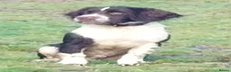 English Springer Spaniel dogs for sale: Stunning male Springer Pup for sale - Advert 3