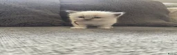 Ragdoll cats for sale: 🐾 GCCF Ragdoll Kittens🐾 - Advert 5