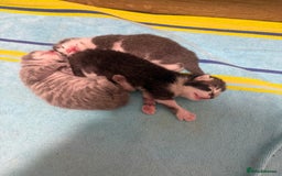Mixed Breed cats for sale: Two lovely boys - Image 4