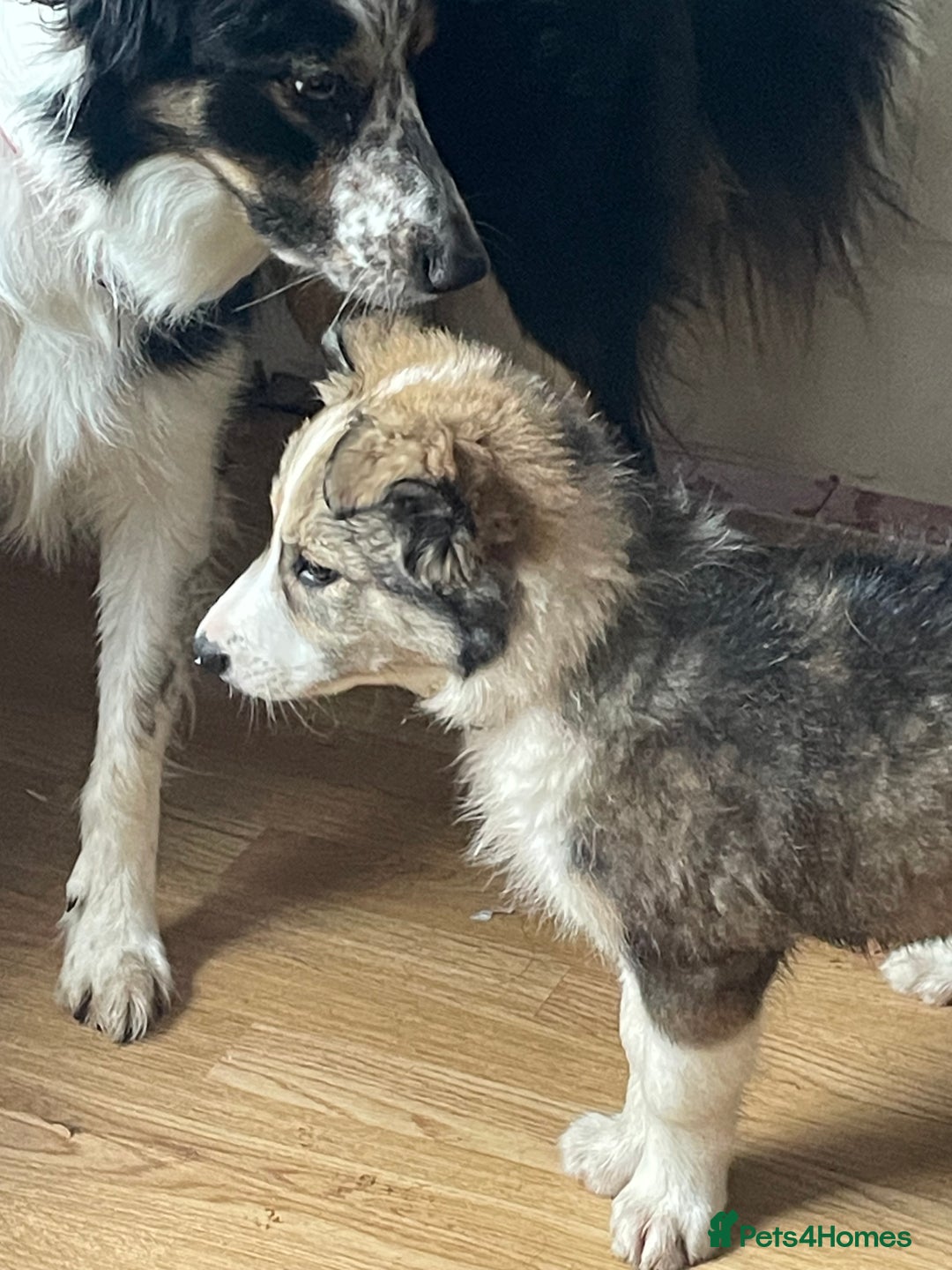 Border Collie dogs for sale: Brown and white border collie  - Advert 2