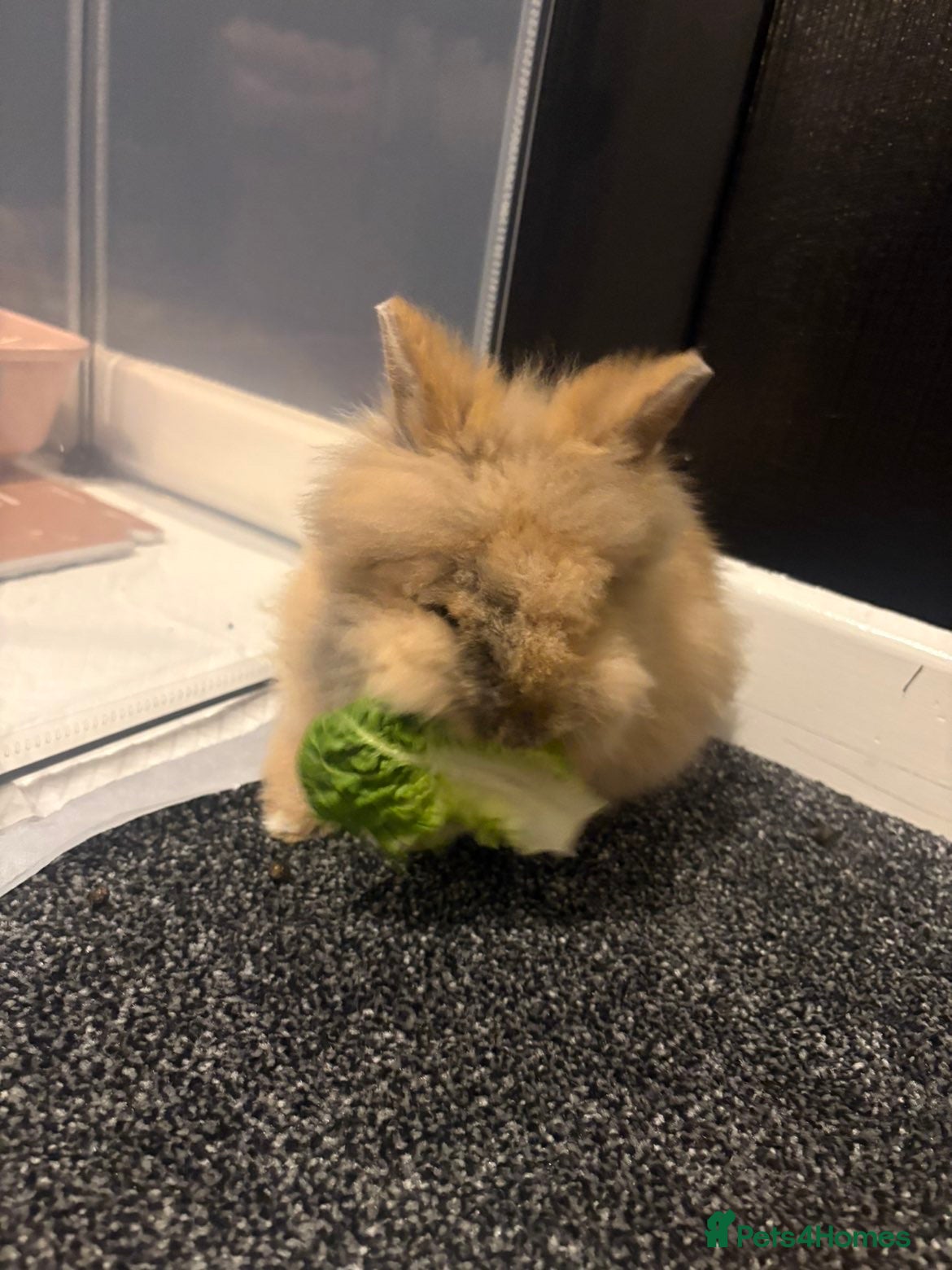 Mini Lion Lop rabbits Mini lion lop female  - Advert 5