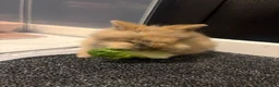 Mini Lion Lop rabbits for sale: Mini lion lop female  in Burntwood - Advert 1