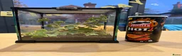 Stick Insects invertebrates for sale: Indian stick insects in Rayleigh - Advert 6